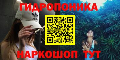 бошки Кингисепп